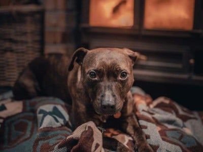 Dog-Friendly Holiday Cottages in Cornwall | One Off Places